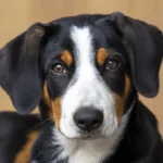 Mini Bernese Mountain Dog: A Complete Guide