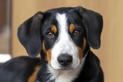 Mini Bernese Mountain Dog: A Complete Guide