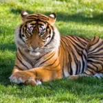 The Tiger Year: Exploring the Symbolism and Significance of the Tiger in Chinese Zodiac