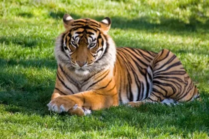 The Tiger Year: Exploring the Symbolism and Significance of the Tiger in Chinese Zodiac