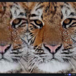 Topaz AI: Revolutionizing Image and Video Enhancement