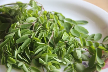 Moringa Magic Reviews: Unveiling the Benefits of the Miracle Tree